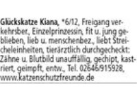 Kitten, in allen Farben, stehen ab der 12. Lebenswoche zur Vermittlung, Besuch ab der 8. Lebenswoch