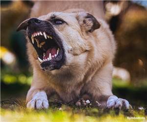 Gefährliche Hundebisse: Verletzte durch Hunde nehmen zu