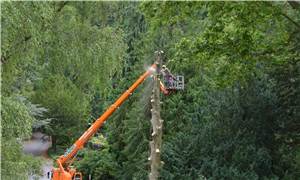 Koblenz: Zahlreiche Bäume im Stadtgebiet müssen gefällt werden