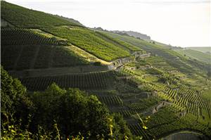 Neues Wein- und Wanderevent in den Ahrweiler Weinbergen