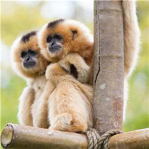 Der Gibbon ist das „Zootier des Jahres 2019“