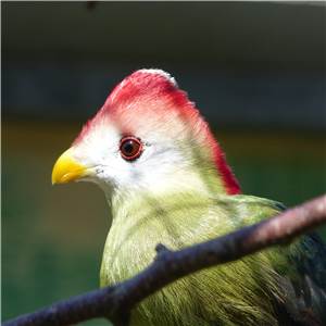Rothaubenturakos – Auffallend gefärbte Vögel
