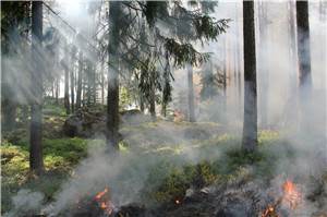 Drei Hektar Waldgebiet brannten - Zeugen gesucht