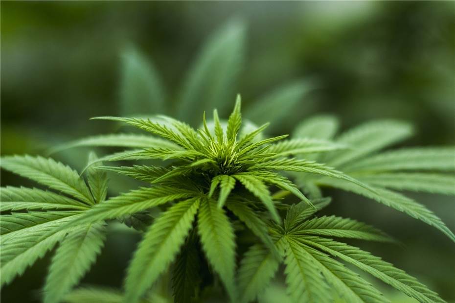 Cannabis-Pflanzen-Transport zufällig entdeckt