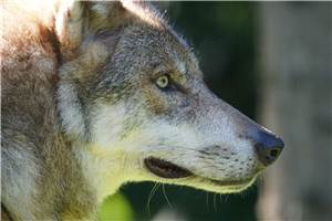 Brohltal: Wolf-Foto aus Engeln war gefälscht
