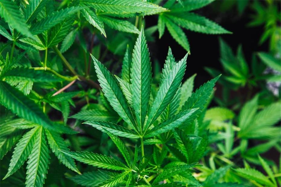 Cannabis als Medizin: Wie hat sich die Nutzung in den letzten zwei Jahren entwickelt?