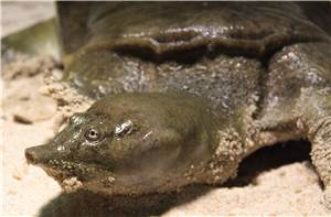 Harte Schale, weicher Kern: Schildkröten