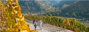 Deutschlands schönster Wanderweg 2022: Rotweinwanderweg im Ahrtal unter den Top 3