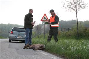 Warnstreik: Jäger entsorgen
nach Unfall keine Kadaver mehr