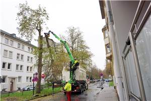 Koblenz: Fällung von 15 Bäumen in der Südallee