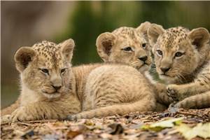 Zoo Neuwied: Endlich wieder Löwenwelpen