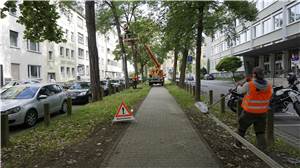 Koblenzer Südallee: Bäume werden auf Standsicherheit getestet