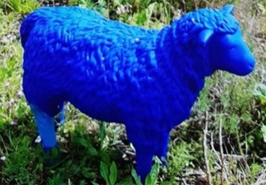 Blaues Schaf ist wieder zurück