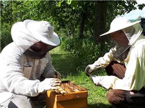 Besorgte Imker verzeichnen erhöhtes Bienensterben
