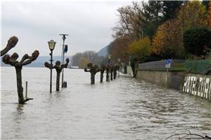 Hochwasser am Rhein 