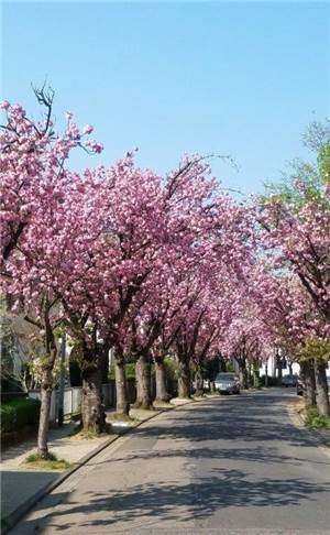 Kirschblütenfest im Sonnenland weiterhin ermöglichen