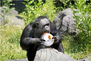 Zoo Neuwied: Abkühlung für Schimpansen