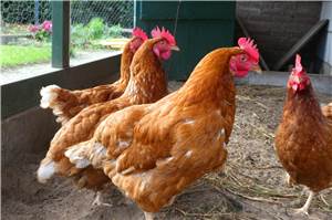 Mayen: Vandalismus im Hühnerstall
