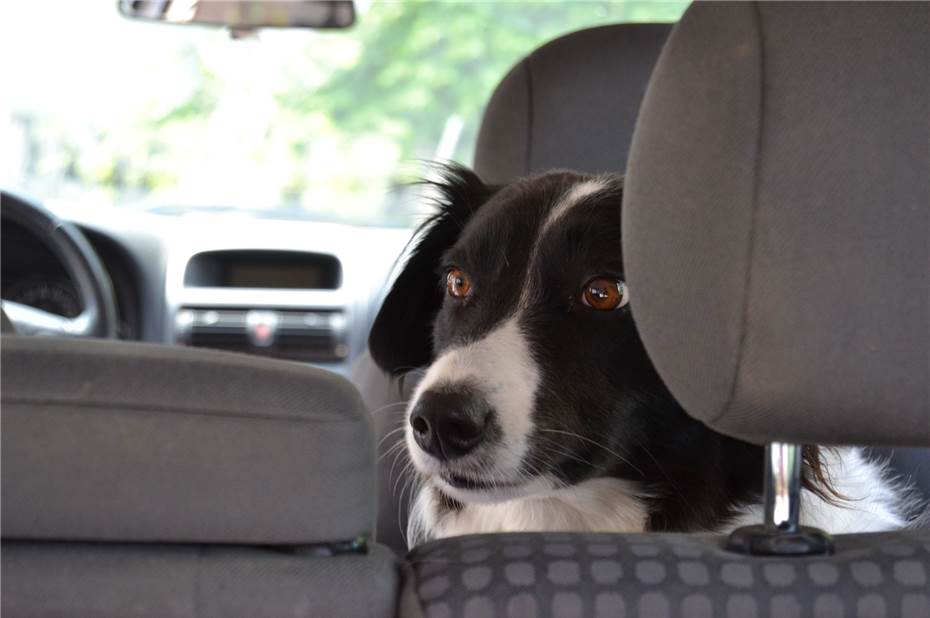 Mülheim-Kärlich: Hunde in überhitztem Auto entdeckt