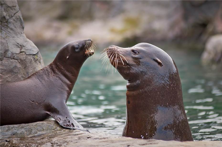 Zoo Neuwied: Unbekannter zerstört Glasscheibe von Seelöwengehege