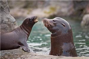 Zoo Neuwied: Unbekannter zerstört Glasscheibe von Seelöwengehege