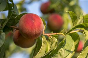 Pommern: Obstdiebe an der Mosel klauen Pfirsiche im großen Stil