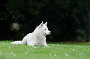 Westerwald: Hundedieb klaut weißen Husky
