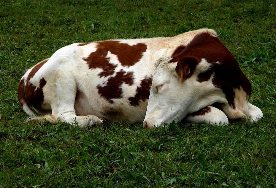 Sinzig: Kuh nach Unfallflucht gestorben