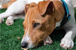 Vettelschoß: Hund frisst Giftköder beim Gassigang