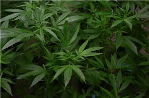 Niederbreitbach: Cannabispflanzen bei Friedhof entdeckt