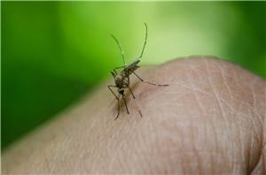 Rheinland-Pfalz: Stechmücken übertragen West-Nil-Virus
