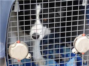 Illegale Zucht im Westerwald: 51 Hunde aus privater Tierhaltung beschlagnahmt