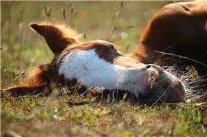 Altenahr: Wolfs-DNA bei verunglücktem Pferd nachgewiesen