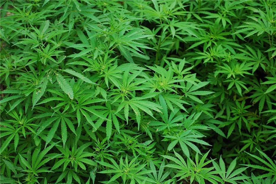Razzia: Fahnder stellten 400 Marihuana-Pflanzen sicher