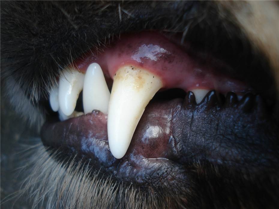 Bassenheim: Jogger von Hund in Oberschenkel gebissen