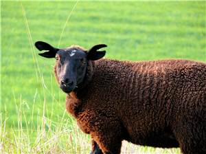 Westerwald: Reste von Schafen auf Feldweg gefunden 