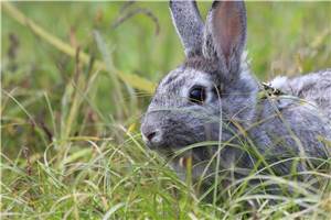 Koblenz: Wer hat Kaninchen Luke gestohlen?