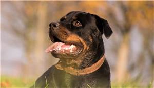 Nach Rottweiler-Angriff in Plaidt: PETA fordert Hundeführerschein