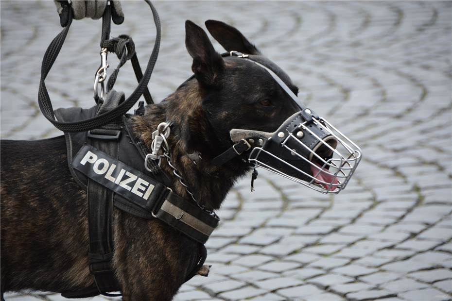 Koblenz: Polizeihund Aik stellt Flaschenwerfer