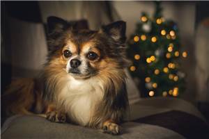 Happy End an Heiligabend: Hund und Herrchen wieder vereint