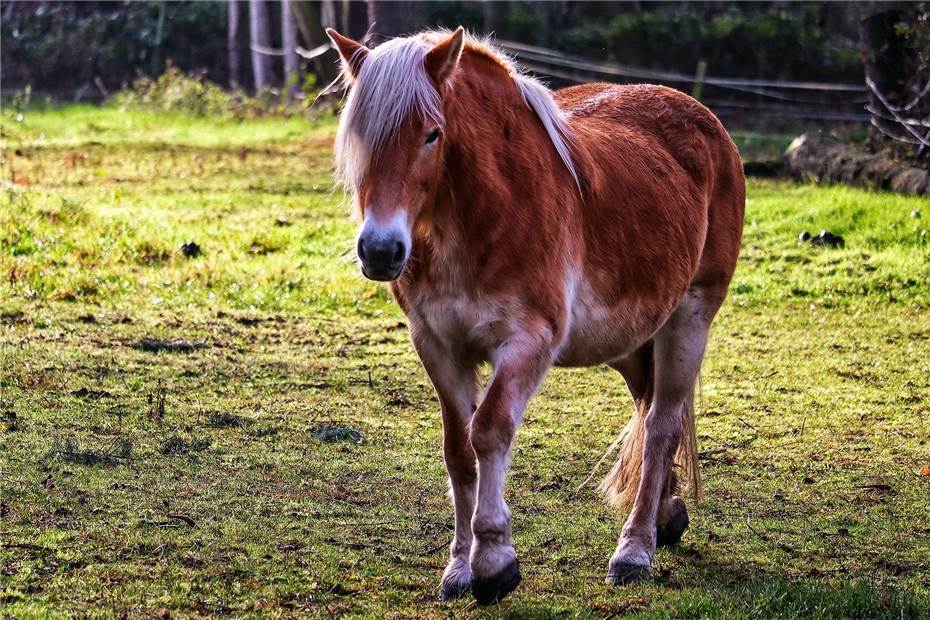 Arienheller: Entlaufenes Pony an seinem Geburtsort wiedergefunden