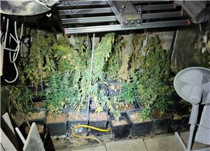 Razzia: Rund 70 Marihuanapflanzen in Alfter sichergestellt 
