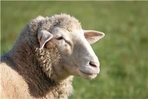 Ungewöhnlicher Polizeieinsatz: Schaf in Notlage 