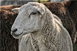 Mendig : Totes Schaf wirft Fragen auf