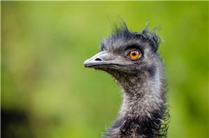 Bad Neuenahr-Ahrweiler: Emu nach Flucht verendet