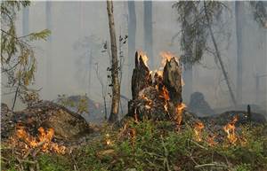 Waldbrandgefahr steigt an