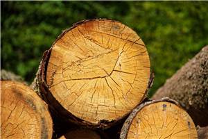 Holzdiebstahl im Westerwald: 18 Kiefernstämme geklaut 