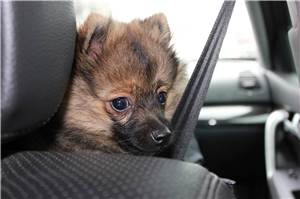 Tiere bei Hitze nicht im Auto lassen
