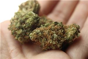 Verdacht auf Cannabishandel: Drei Personen festgenommen
