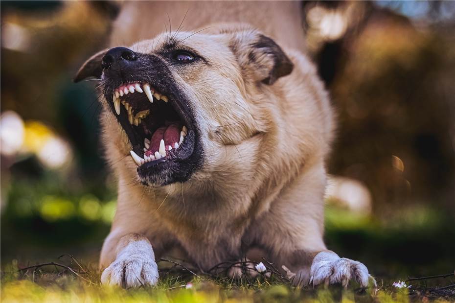 Bad Godesberg: Hund verjagt möglichen Einbrecher
